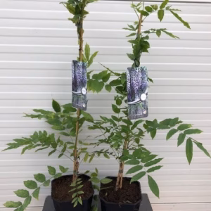 Wisteria floribunda Issai Naga (Blauwe regen)