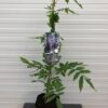 Wisteria floribunda Issai Naga (Blauwe regen)