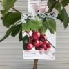 Kersenboom laagstam Stella