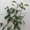 Kersenboom laagstam Stella
