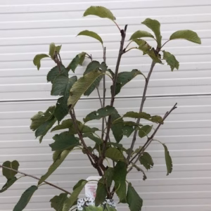Kersenboom laagstam Stella