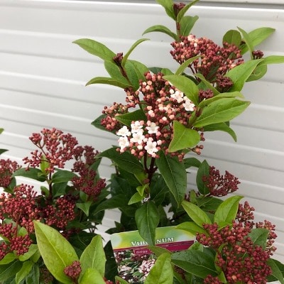 Viburnum Tinus Spirit Op Stam 80 Cm Tas Boomkwekerij
