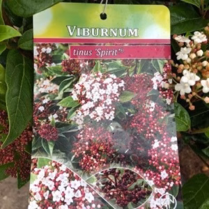 Viburnum 'Tinus Spirit' op stam