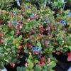 Gaultheria procumbens (Bergthee)