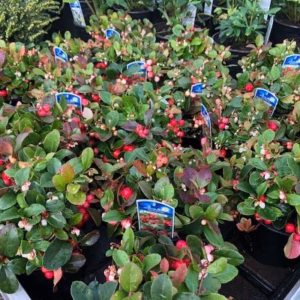 Gaultheria procumbens (Bergthee)
