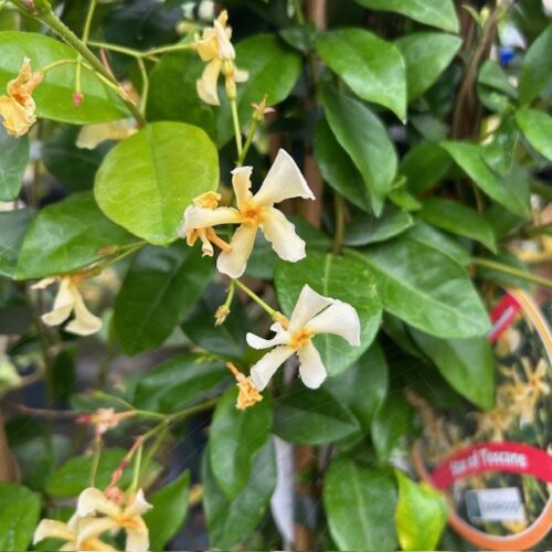 Trachelospermum jasminoides (Toscaanse Jasmijn) geel
