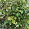 Trachelospermum jasminoides (Toscaanse Jasmijn) geel