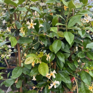 Trachelospermum jasminoides (Toscaanse Jasmijn) geel