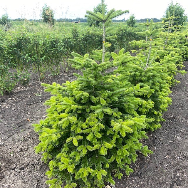 straf Beneden afronden voorkant Kerstboom Abies Nordmanniana in pot 80 - 100 cm - Tas Boomkwekerij