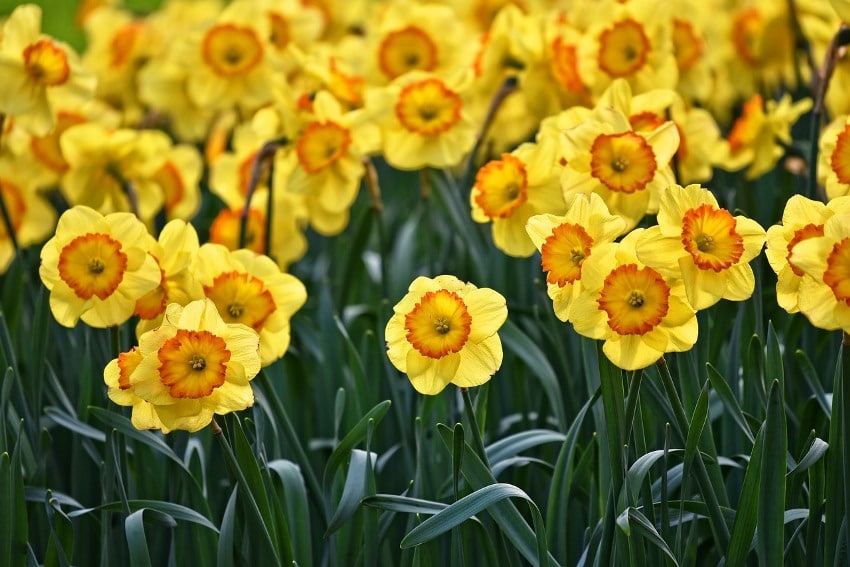 Narcis bij Tas Boomkwekerij