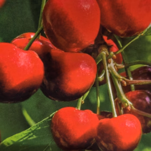 Kersenboom 'Stella' laagstam