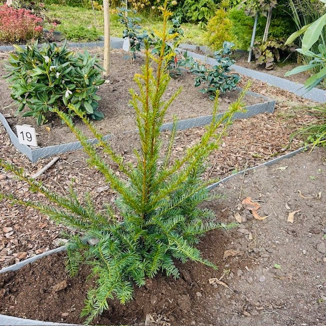 Taxus baccata
