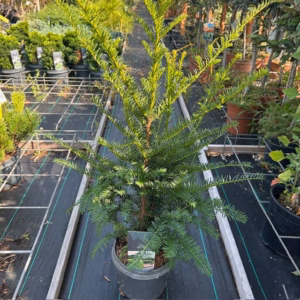 Taxus baccata