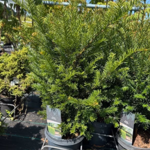 Taxus baccata 50 cm