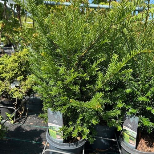 Taxus baccata 50 cm