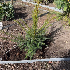 Taxus baccata
