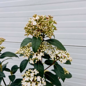 Viburnum Tinus Spirit op stam van 150 cm