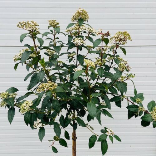 Viburnum Tinus Spirit op stam van 150 cm