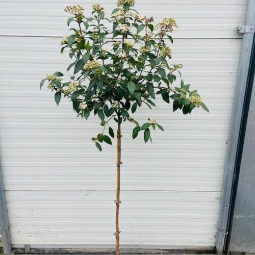 Viburnum Tinus Spirit op stam van 150 cm