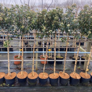 Viburnum Tinus Spirit op stam van 150 cm