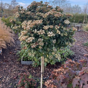 Viburnum Tinus Spirit op stam van 100 cm