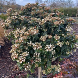 Viburnum Tinus Spirit op stam van 100 cm