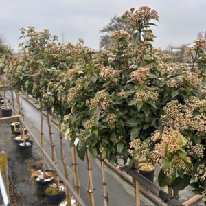 Viburnum Tinus Spirit op stam van 100 cm