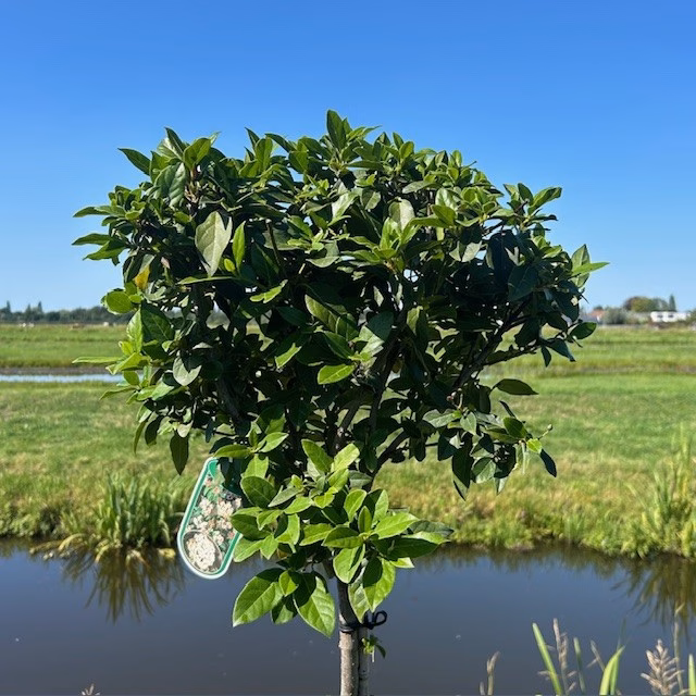 Viburnum Tinus Spirit op stam