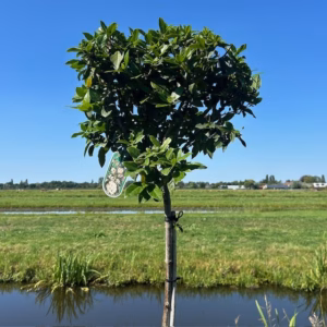 Viburnum Tinus Spirit op stam