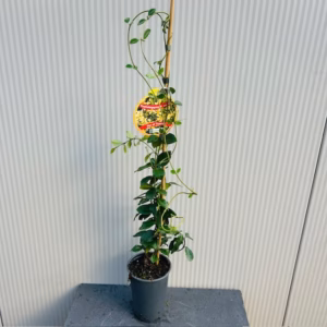 Trachelospermum jasminoides (Toscaanse Jasmijn) geel