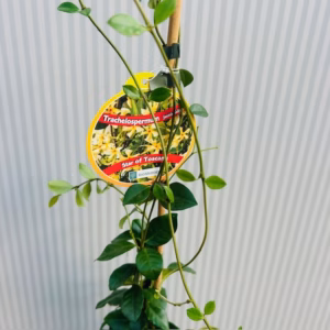 Trachelospermum jasminoides (Toscaanse Jasmijn) geel