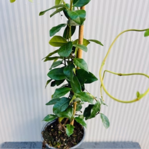 Trachelospermum jasminoides (Toscaanse Jasmijn) geel