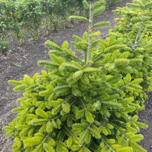 Kerstbomen met kluit