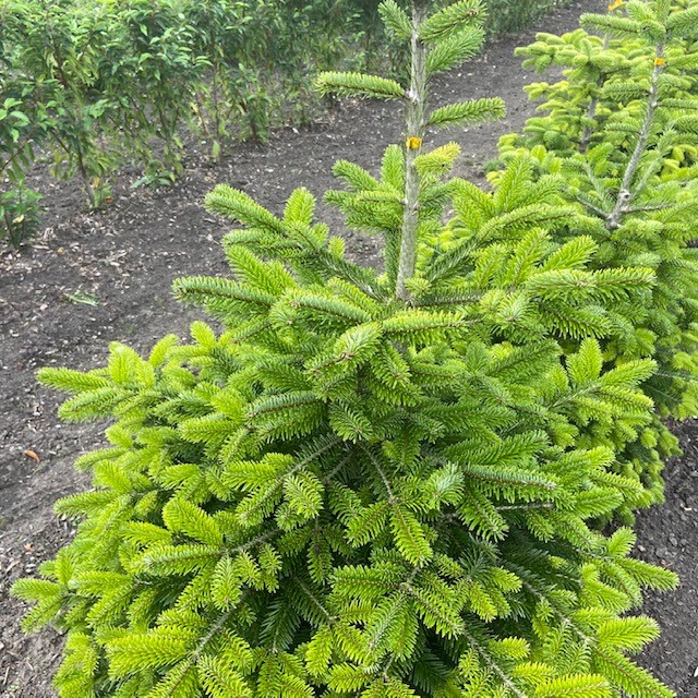 straf Beneden afronden voorkant Kerstboom Abies Nordmanniana in pot 80 - 100 cm - Tas Boomkwekerij