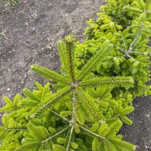 Kerstboom Abies Nordmanniana