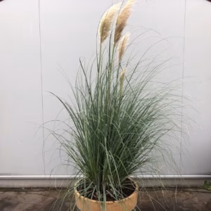 Half wijnvat 112 liter met Pampasgras (Cortaderia)