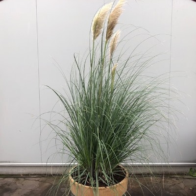 Half wijnvat 112 liter met Pampasgras (Cortaderia)