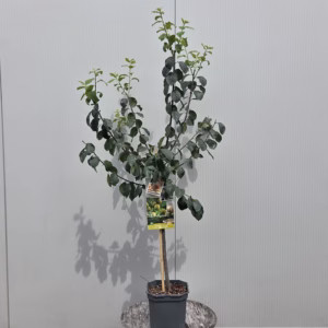 Pruimenboom 'Reine claude d'oullins'