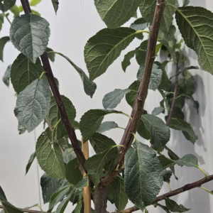 Pruimenboom 'Reine claude d'oullins'