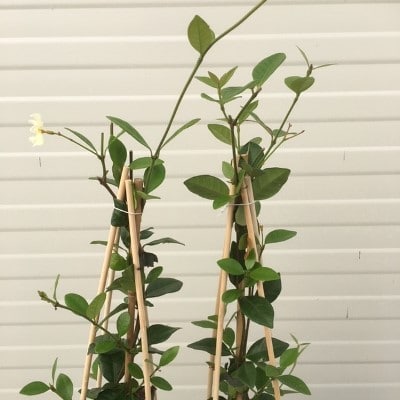 Trachelospermum jasminoides (Toscaanse Jasmijn) geel