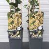 Trachelospermum jasminoides (Toscaanse Jasmijn) geel