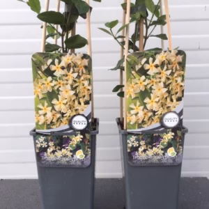 Trachelospermum jasminoides (Toscaanse Jasmijn) geel