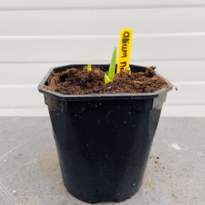 Allium Nigrum 5 stuks in een 2 liter pot