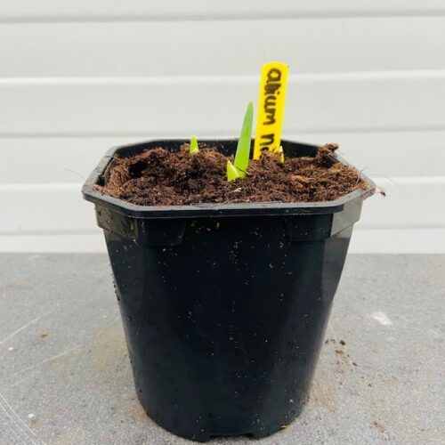 Allium Nigrum 5 stuks in een 2 liter pot