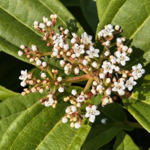 Viburnum davidii