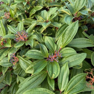 Viburnum davidii 30 - 40 cm