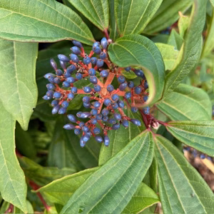 Viburnum davidii 30 - 40 cm