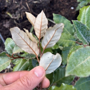 Eleagnus ebbingei Compacta (Olijfwilg)