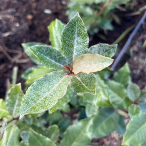 Eleagnus ebbingei Compacta (Olijfwilg)