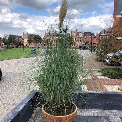 Half wijnvat 112 liter met Cortaderia (Pampasgras)